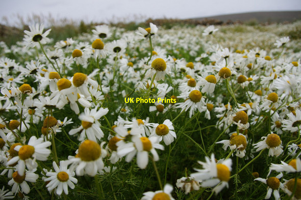 Photo 6"x4" Scentless Mayweed (Tripleurospermum inodorum), Hagdale Clibberswick c2012