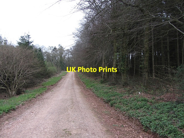 Photo 6"x4" Wind Down Plantation Pightley c2012
