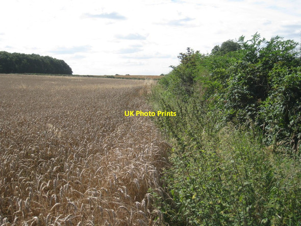 Photo 6"x4" Wheat was damaged in the taking of this photograph Walcot\/TF0635 c2012