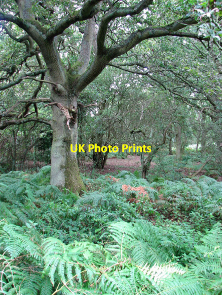 Photo 6"x4" Woodland east of Tottenhill Row Tottenhill Row c2012