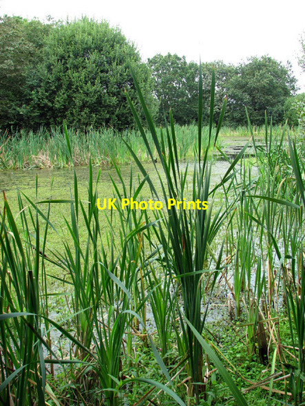 Photo 6"x4" Pond beside Watlington Road Tottenhill Row c2012