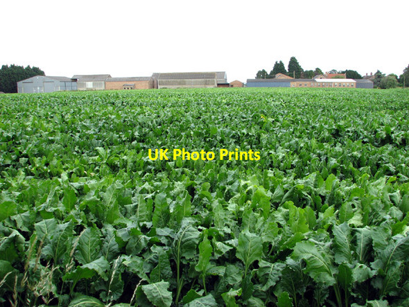 Photo 6"x4" Sugar beet crop beside Thiefgate Lane Saddle Bow\/TF6015 c2012
