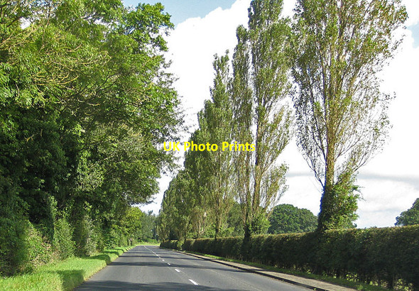 Photo 6"x4" Roadside poplars West Knapton c2012