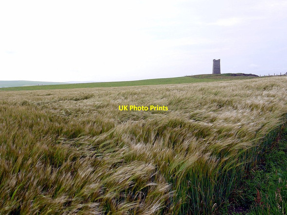 Photo 6"x4" Ripening barley crop on Marwick Head Marwick c2012