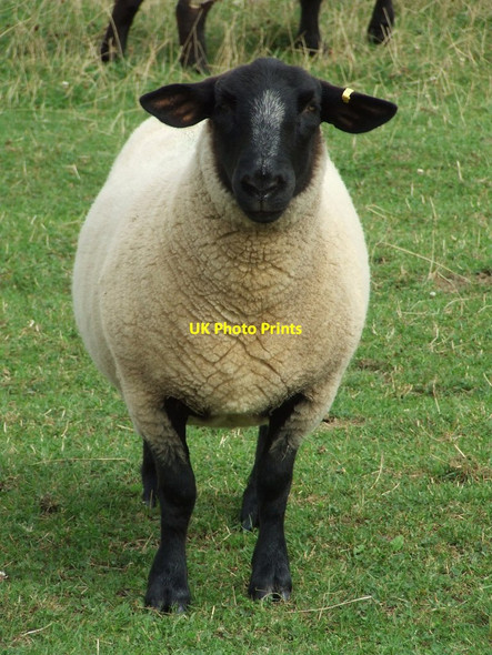 Photo 6"x4" A Suffolk Sheep Winston\/TM1861 c2012