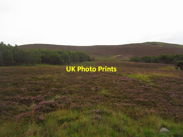 Photo 6"x4" Birch woods, Glen Feardar Thistledae c2012