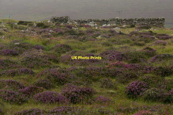 Photo 6"x4" Heather near Watlee Westing\/HP5705 c2012