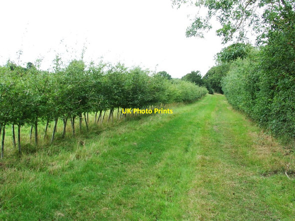 Photo 6"x4" New Hedge Winston\/TM1861 c2012
