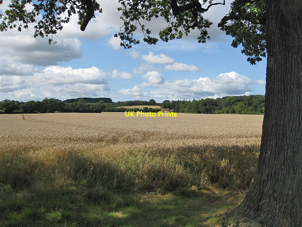 Photo 6"x4" Wheat crop ready for harvesting Cawton c2012