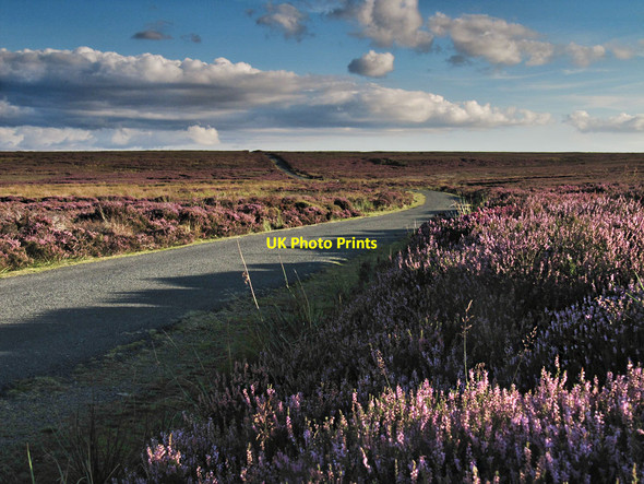 Photo 6"x4" Heather on Murk Mire Moor Key Green\/NZ8004 c2012