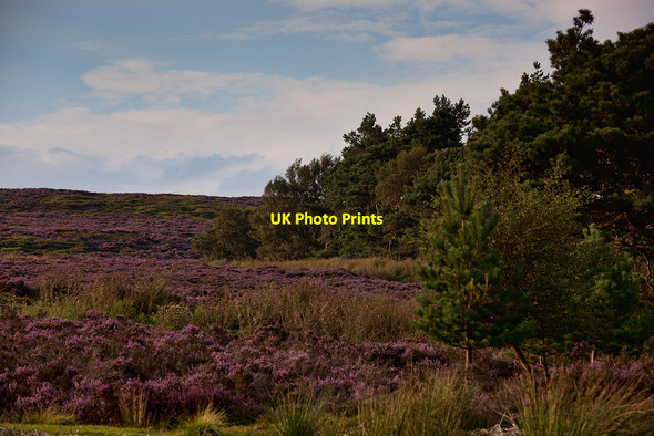 Photo 6"x4" Heather versus pines at Sloethorn Park Westerdale\/NZ6605 c2012