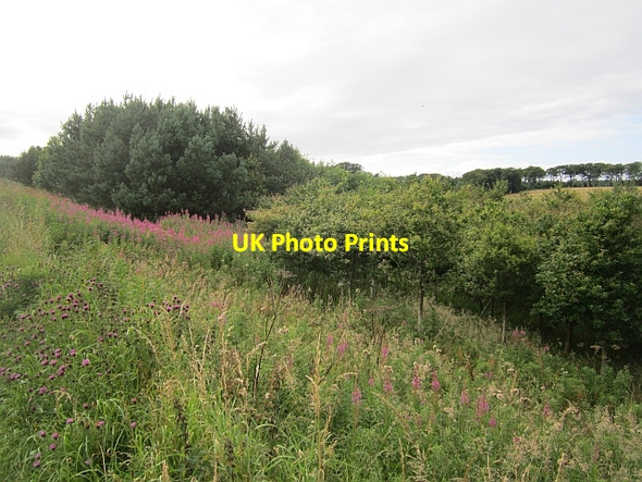 Photo 6"x4" A young woodland, Gilston Largoward c2012