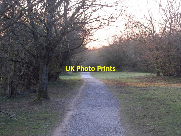 Photo 6"x4" Path up Cothelstone Hill Toulton c2012