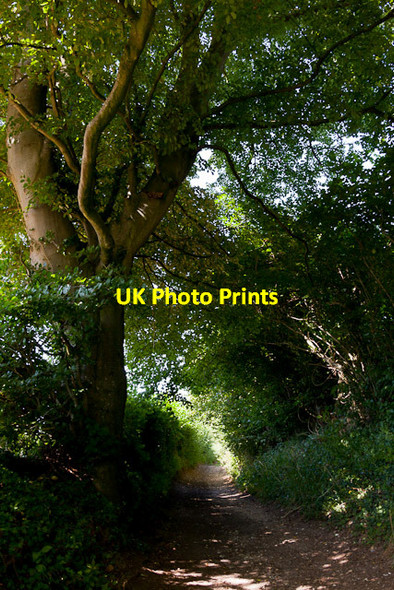 Photo 6"x4" The King's Way running towards Whiteflood Farm Baybridge\/SU5223 c2012