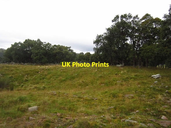 Photo 6"x4" Field near Auchtavan Thistledae c2012