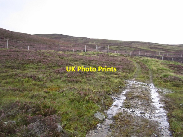 Photo 6"x4" Moorland, Auchtavan Thistledae c2012