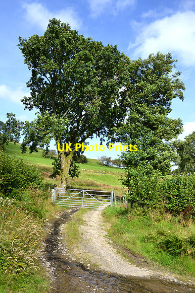 Photo 6"x4" Gate and trees Pandy\/SH9004 c2012
