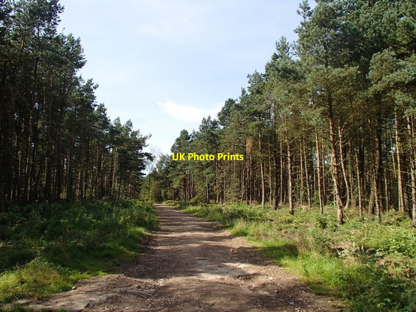 Photo 6"x4" Track in Lady Canning's Plantation Ringinglow c2012