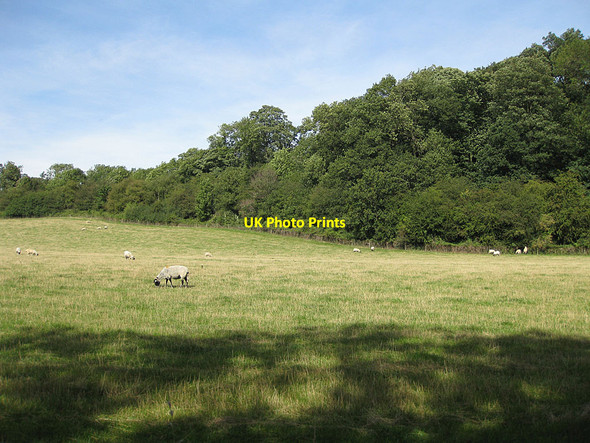 Photo 6"x4" Pasture below Cliff Wood Sinnington c2012