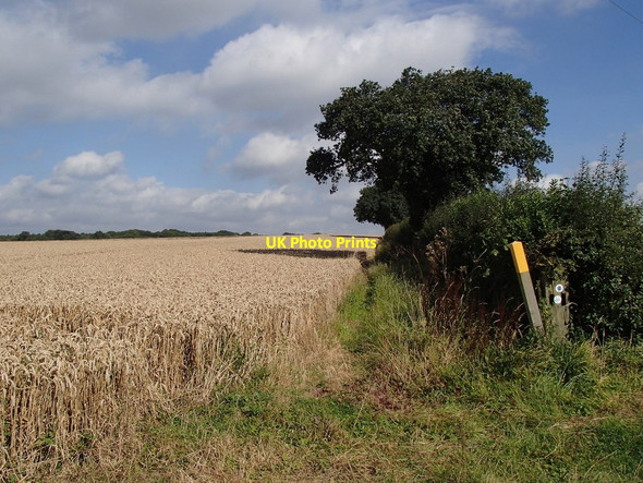 Photo 6"x4" Path to Laxton Common Ompton c2012