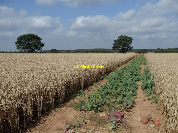 Photo 6"x4" Wheat field footpath Ompton c2012