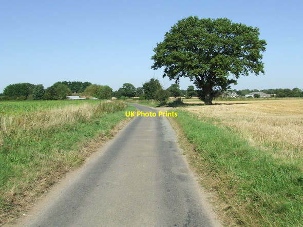 Photo 6"x4" Tree On Darrow Lane Diss c2012