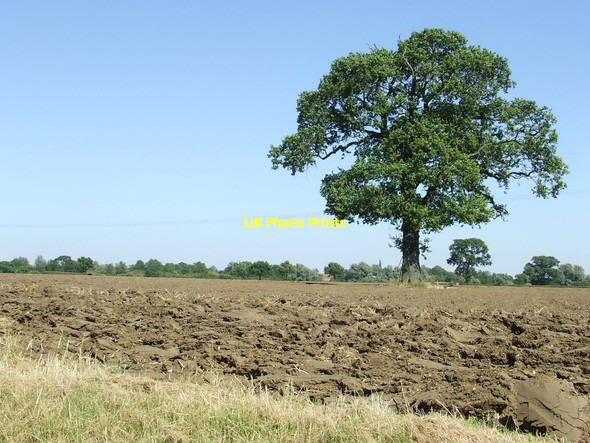 Photo 6"x4" Only Tree Diss c2012