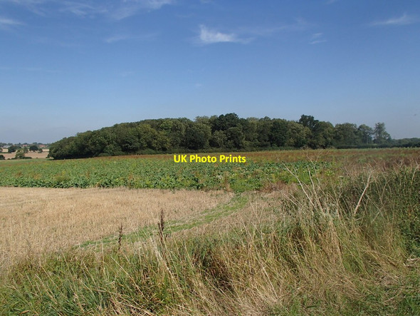 Photo 6"x4" Fields around Brunk Wood Caunton c2012