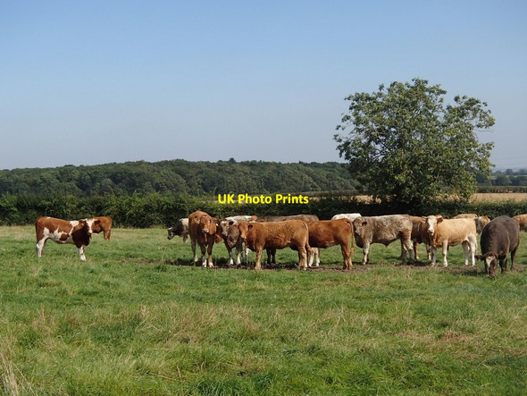 Photo 6"x4" Cattle near Caunton Caunton c2012