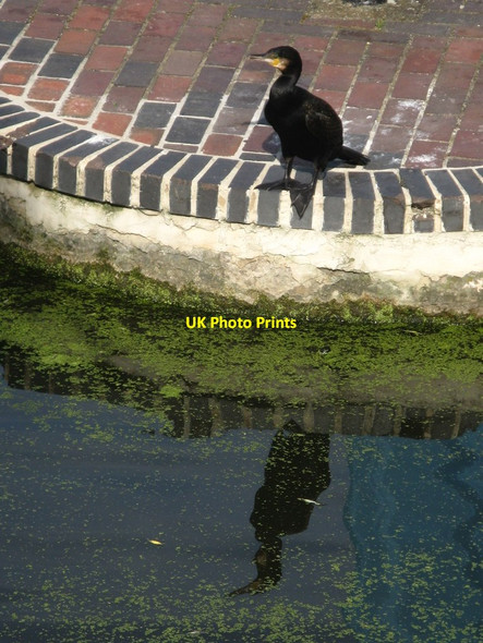 Photo 6"x4" Cormorant on the lock Camden Town c2012