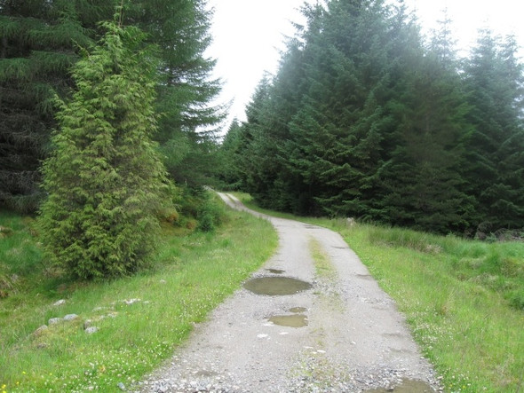 Photo 6"x4" Track south of Loch Laggan in forestry Fersit c2008