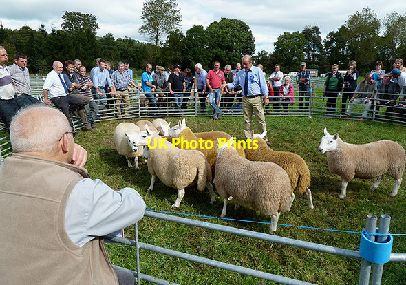 Photo 6"x4" A judging ring at the Yarrow and Ettrick Agricultural Show Selkirk c2012