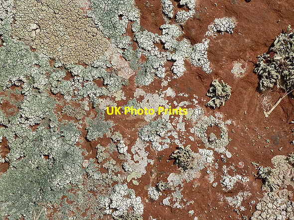 Photo 6"x4" Lichen on Easter Broomhouse Standing Stone Dunbar c2012