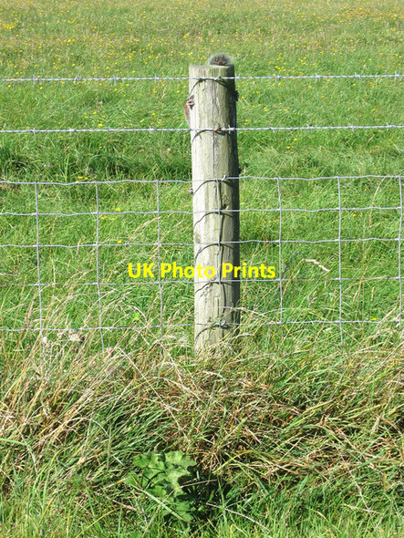 Photo 6"x4" I Can See You! (1) Glynde c2012