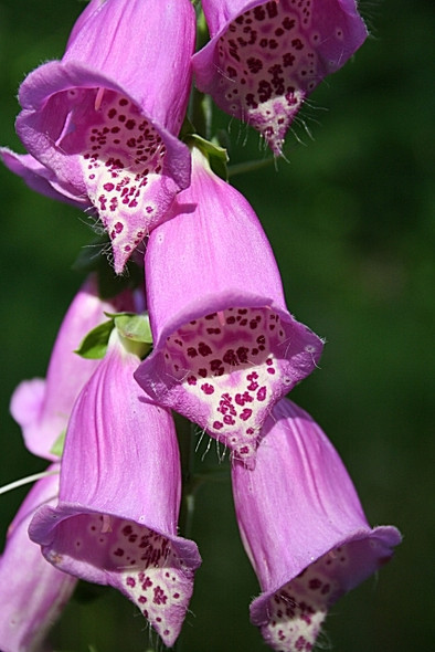 Photo 6"x4" Foxglove (Digitalis purpurea) Blackburn\/NJ2958 c2008