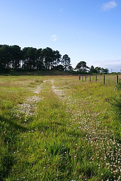 Photo 6"x4" Daisy Avenue Blackburn\/NJ2958 c2008