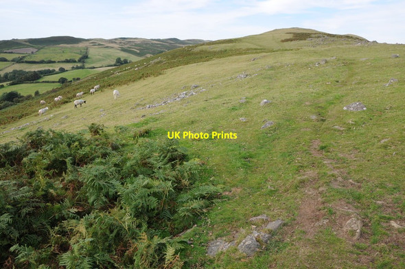 Photo 6"x4" Grazing land on Castle Rock Camnant\/SO0956 c2012