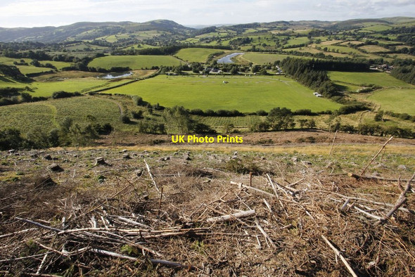 Photo 6"x4" Stumps on the hillside Hundred House c2012
