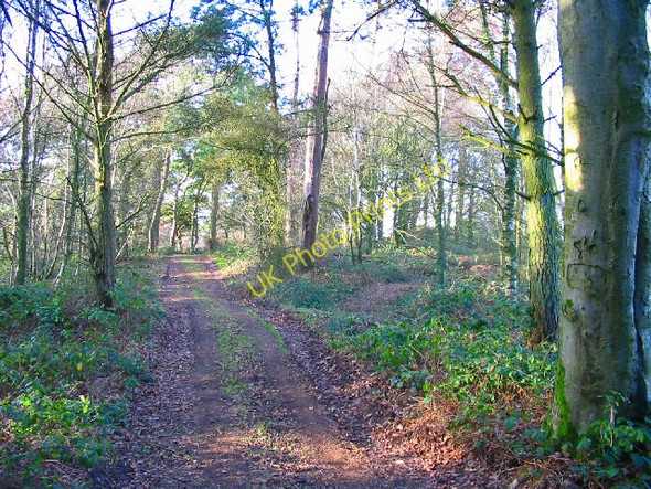 Photo 6"x4" Track through Bokerley Dyke Plantation Rockbourne c2006