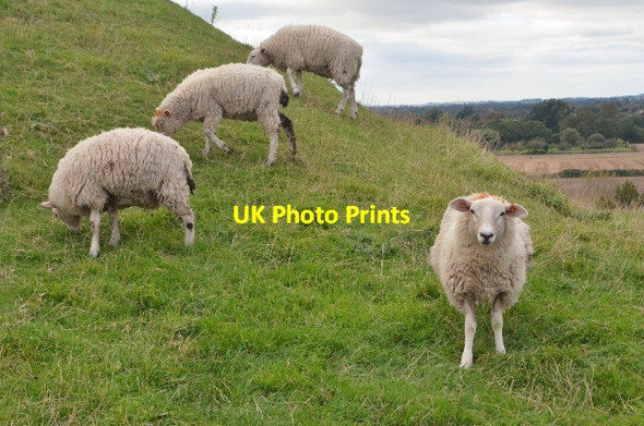 Photo 6"x4" Sheep at Burrow Mump Burrowbridge\/ST3530 c2012