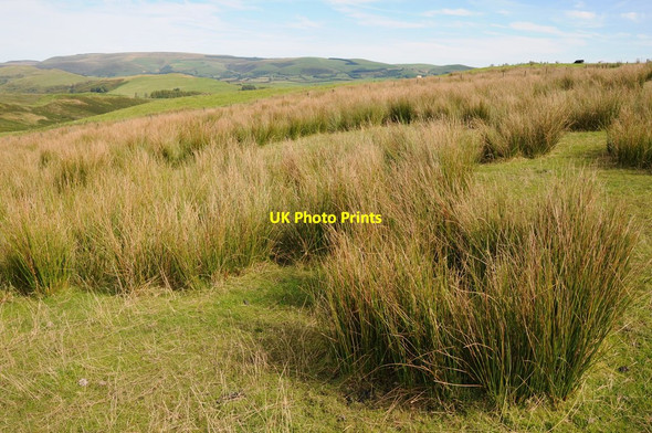 Photo 6"x4" Upland grazing near Pawl-hir Camnant\/SO0956 c2012