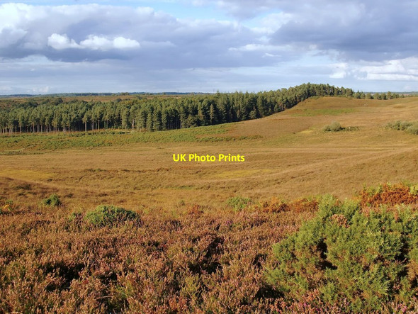 Photo 6"x4" View north-east from the slopes of Hampton Ridge, New Forest Ogdens c2012