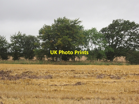 Photo 6"x4" Stubble, St Martins St Martins\/NO1530 c2012