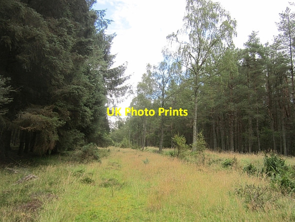 Photo 6"x4" Overgrown track, Dunsinnan Woods East Whitefield c2012
