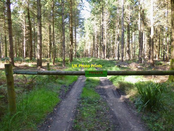 Photo 6"x4" Briantspuddle, forestry track Briantspuddle c2012