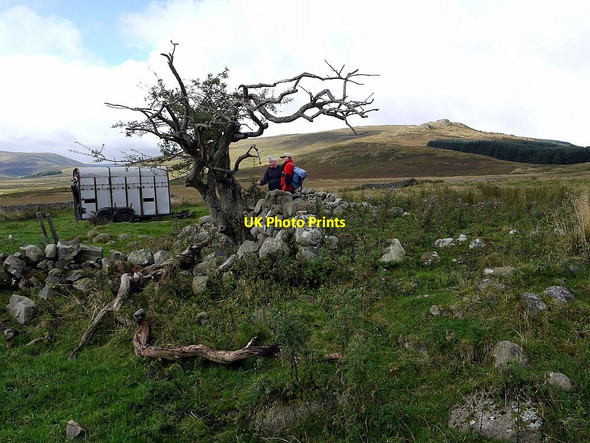 Photo 6"x4" Ruined farmstead east of Cunyan Crags Linhope\/NT9616 c2012