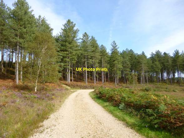 Photo 6"x4" Bryants Puddle Heath, plantation Briantspuddle c2012