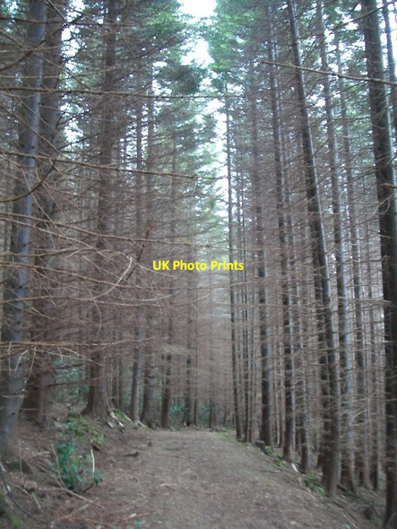 Photo 6"x4" Tall trees in Donard Wood Newcastle\/J3732 c2012