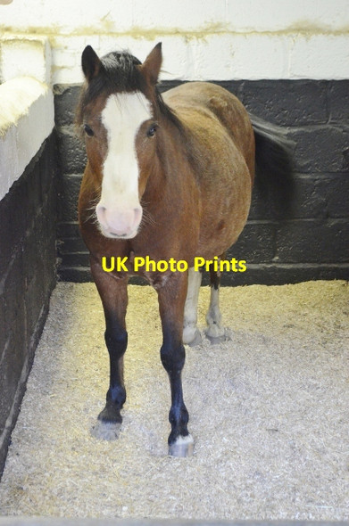 Photo 6"x4" Caphouse Colliery - Pit pony Overton\/SE2616 c2012