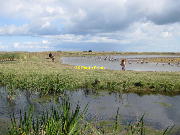 Photo 6"x4" Wary waders Newgate\/TG0543 c2012